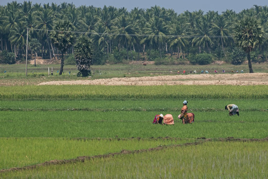 Teams of women agricultural workers tending a rice crop in  Tamil Nadu, India. The state produces a high volume of this staple food