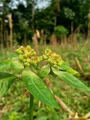 Close up green painted spurge (Euphorbia heterophylla, fireplant, painted euphorbia,Japanese poinsettia, desert poinsettia, paintedleaf, milkweed, kaliko plant) with natural background.