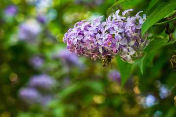 A wasp sits on lilac flowers against a bokeh background.