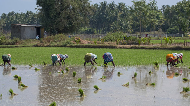 Women workers undertaking the backbreaking task of sowing young rice plants in a paddy field in Tamil Nadu, India. Rice is the local staple foodstuff