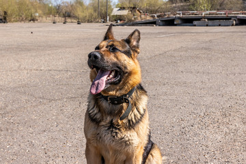 German shepherd sitting on the pavement on a sunny day