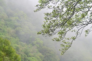 Obraz na płótnie Canvas Scenic View Of Leaves On The Tree Against Mountain with Fog.