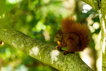 squirrel on the tree with a walnut