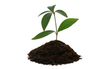 New life concept - young green plant with heap of brown soil isolated on a white background in close-up