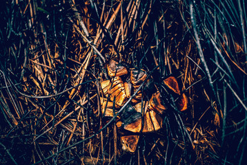 Forest ground after a fire with burnt grass and black branches of plants
