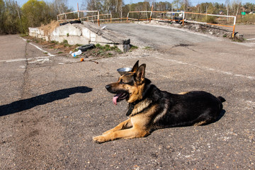 German shepherd sitting on the pavement on a sunny day