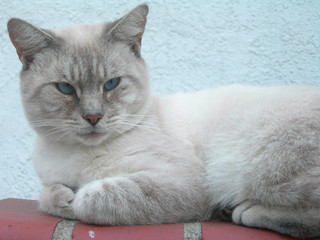 Sweet tabby cat wth blue eyes