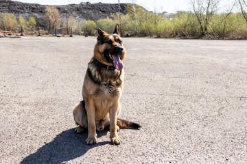 German shepherd sitting on the pavement on a sunny day