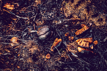 Forest ground after a fire with burnt grass and black branches of plants
