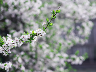 Cherry blossom branches spring background