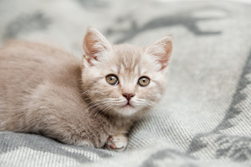 Obraz na płótnie Canvas Grey tabby cute kitten on the bed.Scottish fold cat.