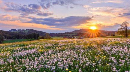 Colorful spring meadow with white cuckoo flowers in the rural Allgäu at sunset. Bavaria, Germany