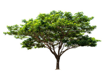 Tree,green leaf isolated on the white background.
