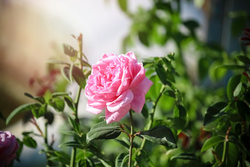 Pink English roses blooming in the summer garden, one of the most fragrant flowers, best smelling, beautiful and romantic flower