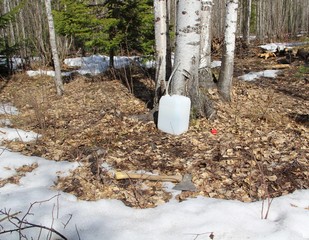 сбор березового сока