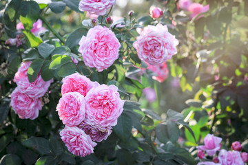Pink English roses blooming in the summer garden, one of the most fragrant flowers, best smelling,...