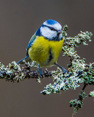 Karlovy vary, Czech republic February 2020: Blue Tit