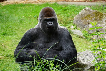 Fototapeta premium closeup of a black gorilla sitting in the park