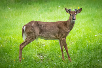 Fototapeta premium A young male white-tailed deer stands alone in a Pennsylvania meadow