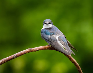 Portrait of a tree swallow with a blurred natural background behind