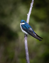 Vertical portrait of a tree swallow against a blurred natural background