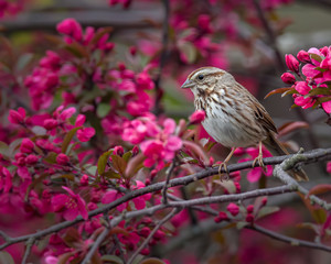 A Song Sparrow in a crabapple tree in full spring bloom