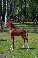 Fototapeta premium Arad stallion in a birch grove