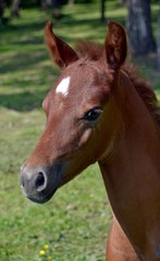 Red, arab colt close up