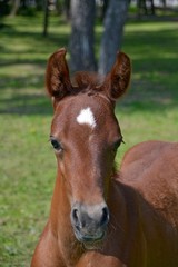 Fototapeta premium Portrait of an arab red with a star on its forehead 