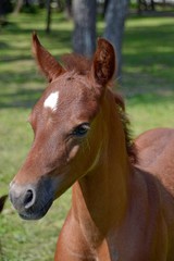 Portrait of a red-haired young stallion
