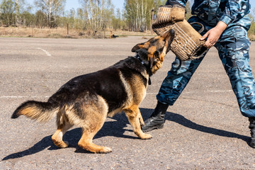 police dog. dog training german shepherd