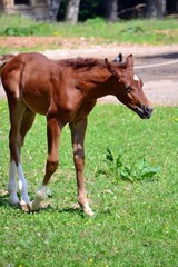 The red arabian colt stretched out its muzzle