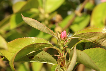 봄에 핀 분홍색 모과꽃