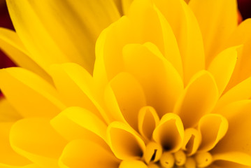 Close up from top of a yellow flower.