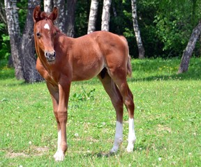 Arab colt on the edge of the forest
