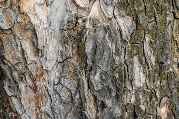 Old tree bark texture background