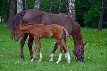 Arab colt with an arab mother