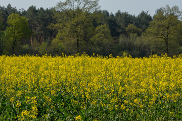 Obraz premium rapeseed field , saerbeck, germany