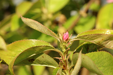 봄에 핀 분홍색 모과꽃