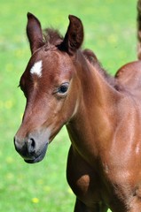 Portrait of a red arabian colt on a green background