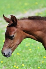 Beautiful arabian colt with a beautifully curved neck