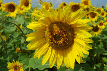 sunflower catches ray of sun in august somewhere in centre of Russia