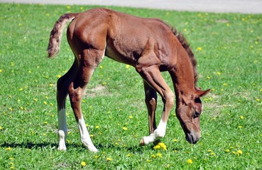 Arabian colt and green grass