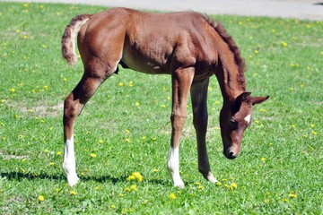 Fototapeta premium Arab red stallion with a child is mane and tail