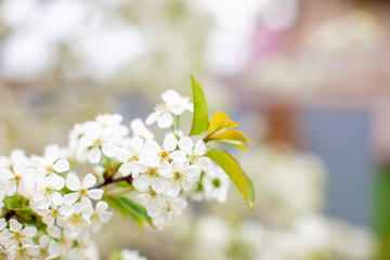 Branches of cherry blossoms with a soft accent on a delicate natural background.