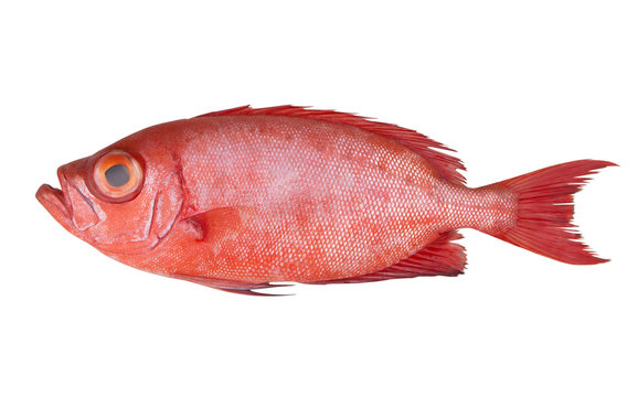 Red bigeye fish or red sea perch isolated on white, Priacanthus macracanthus	