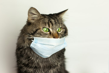 Medical mask for cat virus protected cat at home