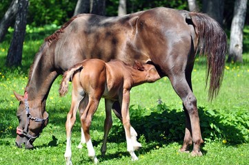 Little arab colt drinking milk