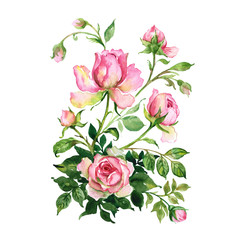  Watercolor a bouquet of roses with buds.