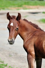 Obraz premium AN ARABIAN COLT WITH EARS TURNED INWARDS